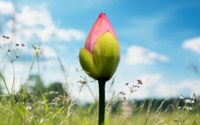 回。。。承。。。成。。。道